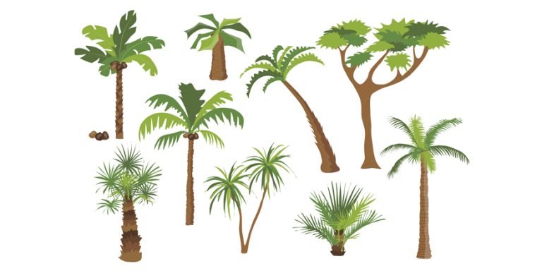 Types of palm trees