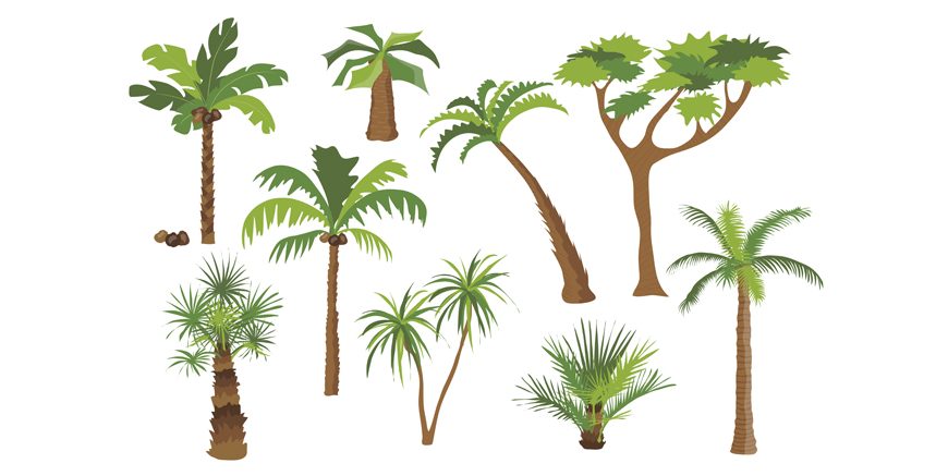 Types of palm trees