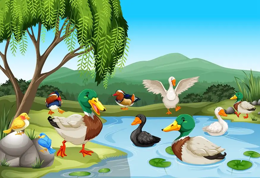 animals-that-live-on-land-and-water