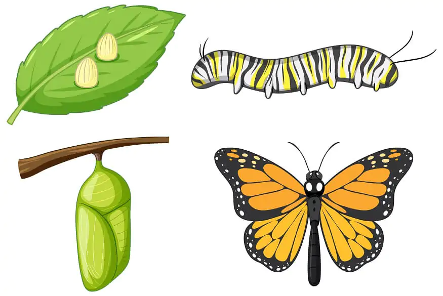 butterfly-life-cycle-activities