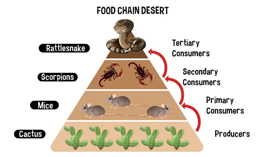 explore-the-food-chains-examples-definitions
