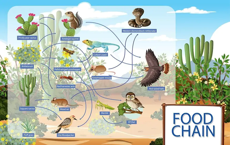 what-is-a-foodchin-definition-types-FAQs